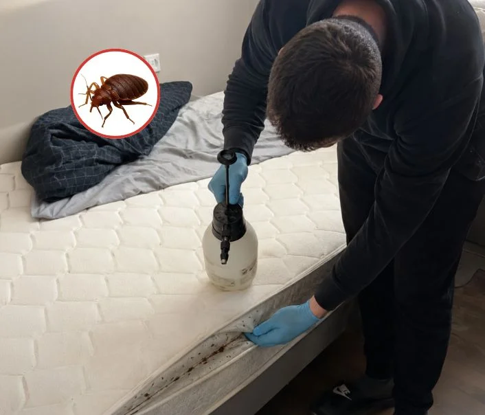 Technicien traitant un matelas contre les punaises de lit à Nerville-la-Forêt